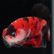 画像3: HMPK　鯉 (3)