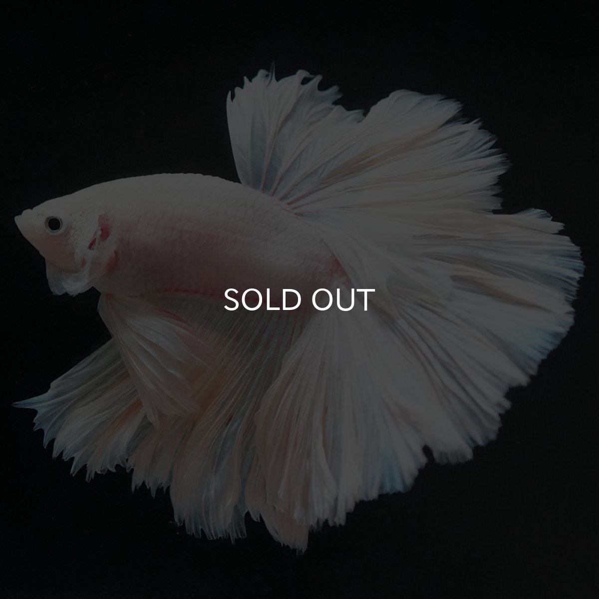 画像14: HM ホワイトファンシー ローズテール (14)