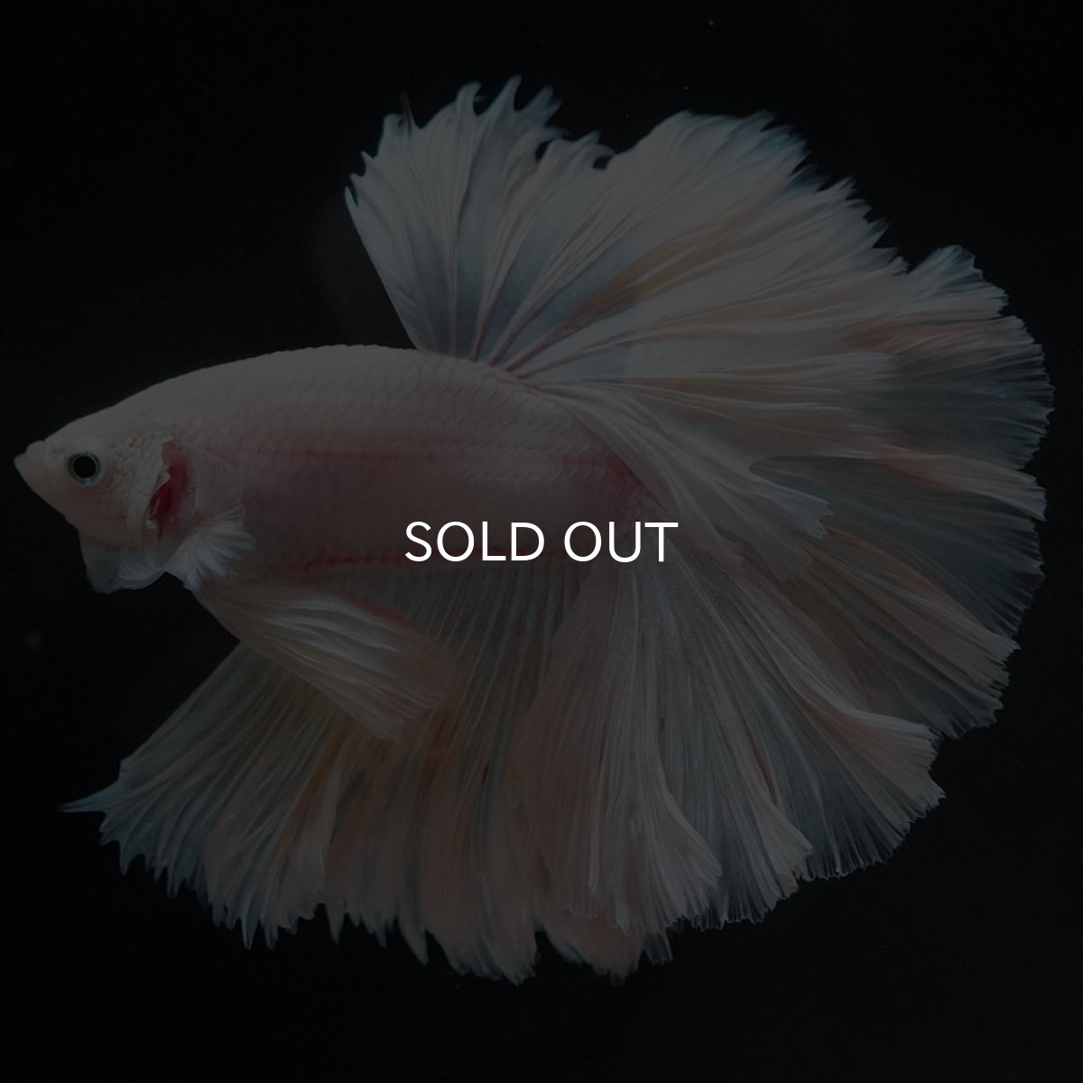 画像13: HM ホワイトファンシー ローズテール (13)