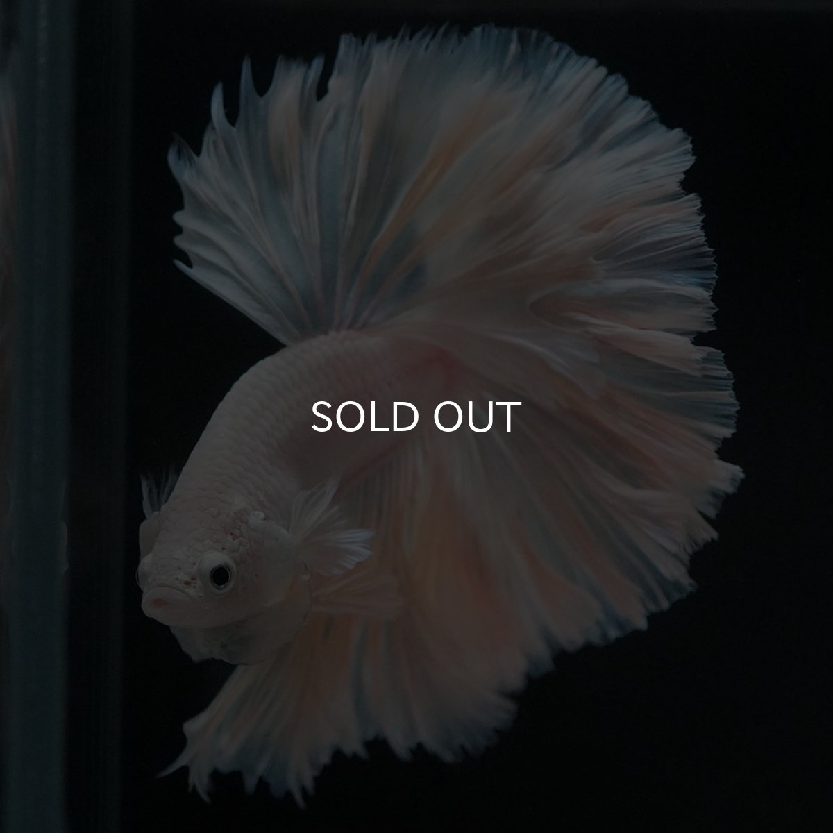 画像12: HM ホワイトファンシー ローズテール (12)