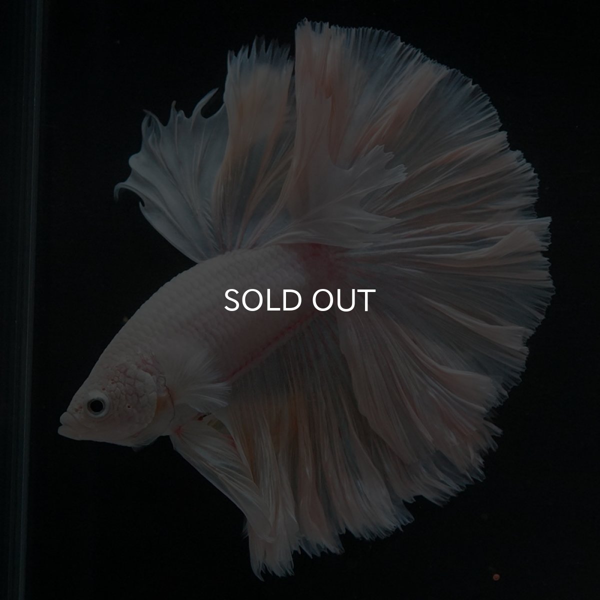 画像11: HM ホワイトファンシー ローズテール (11)