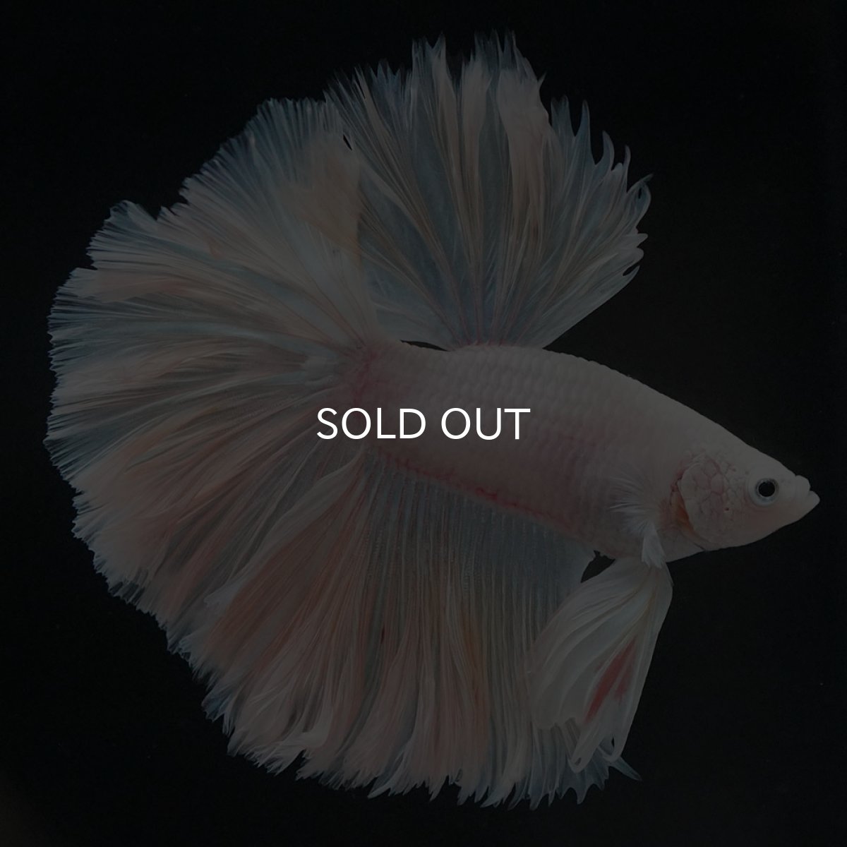 画像4: HM ホワイトファンシー ローズテール (4)