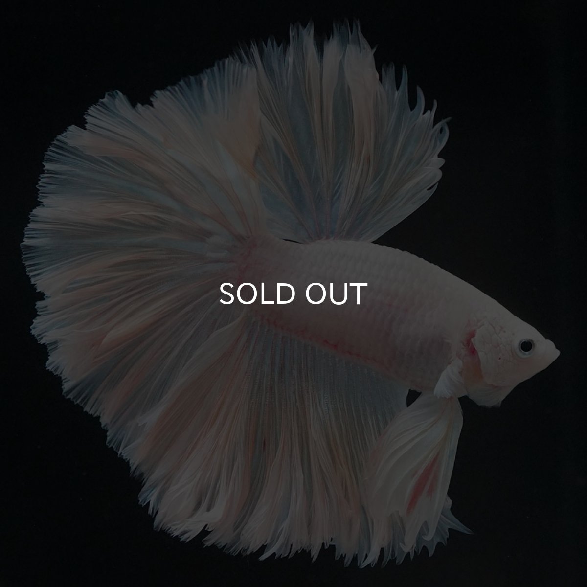 画像2: HM ホワイトファンシー ローズテール (2)