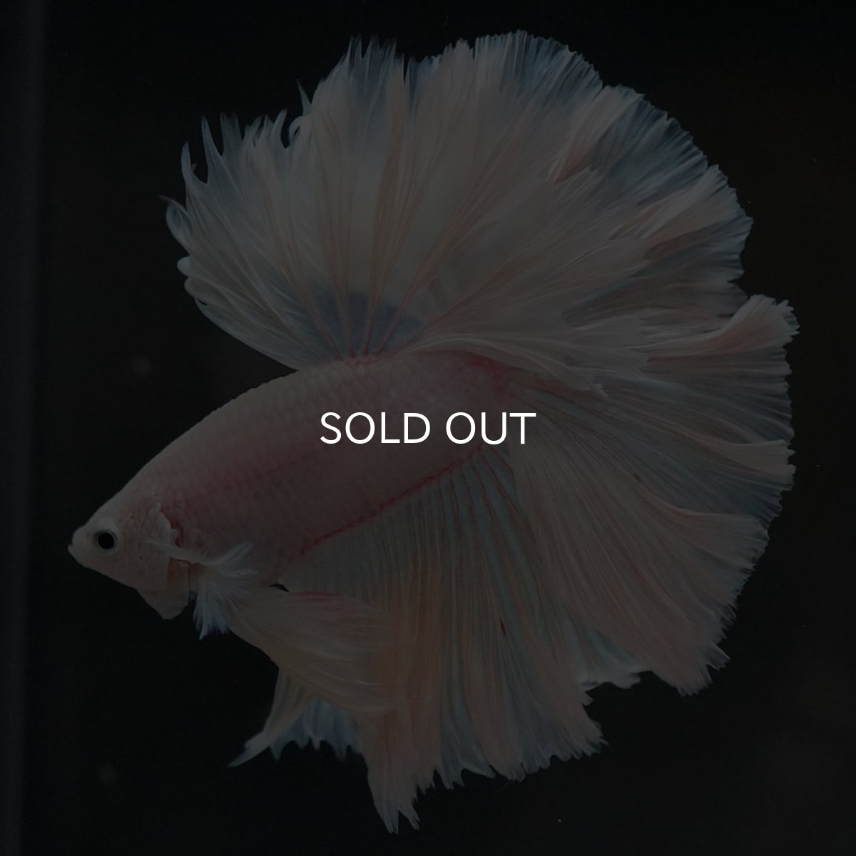 画像9: HM ホワイトファンシー ローズテール (9)