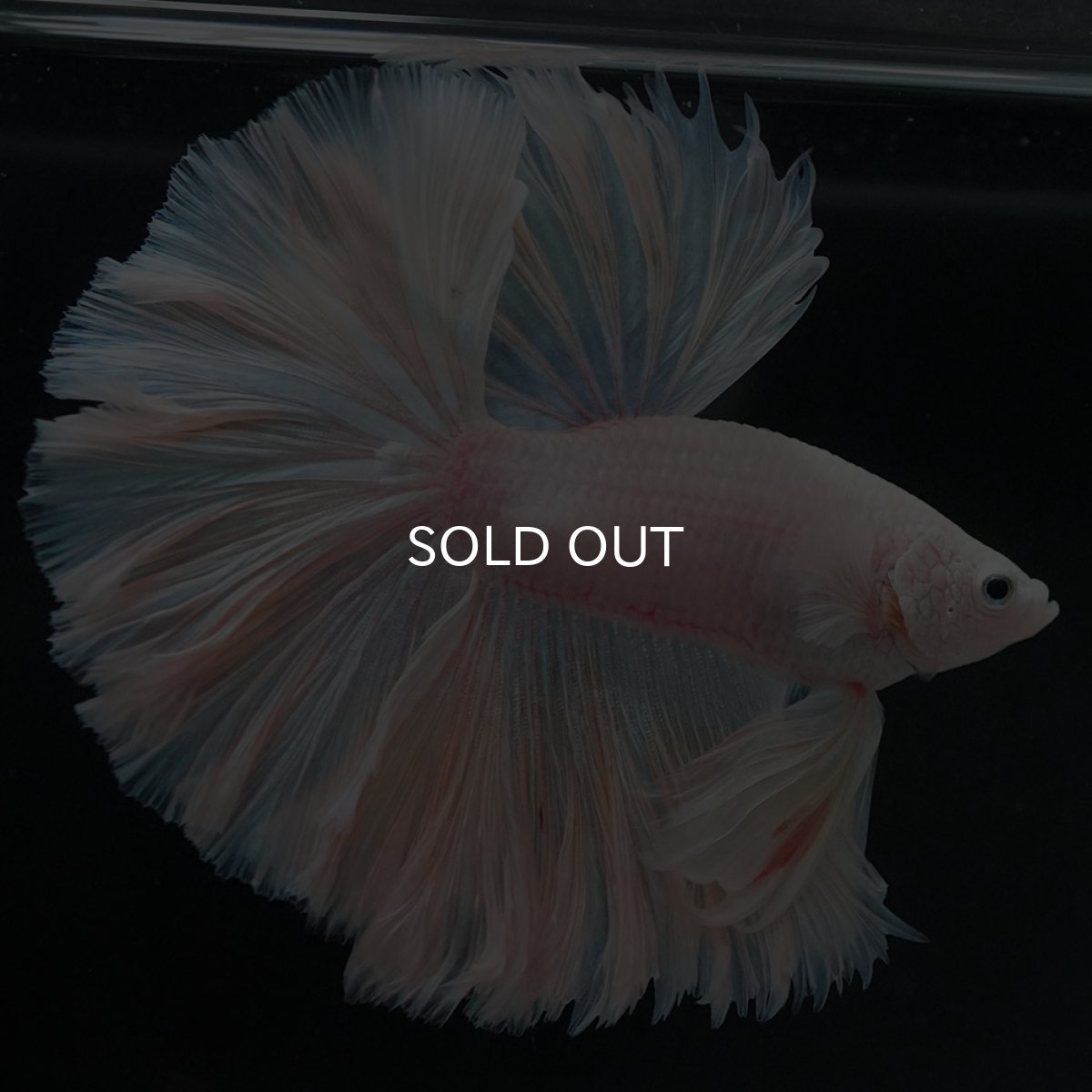 画像8: HM ホワイトファンシー ローズテール (8)