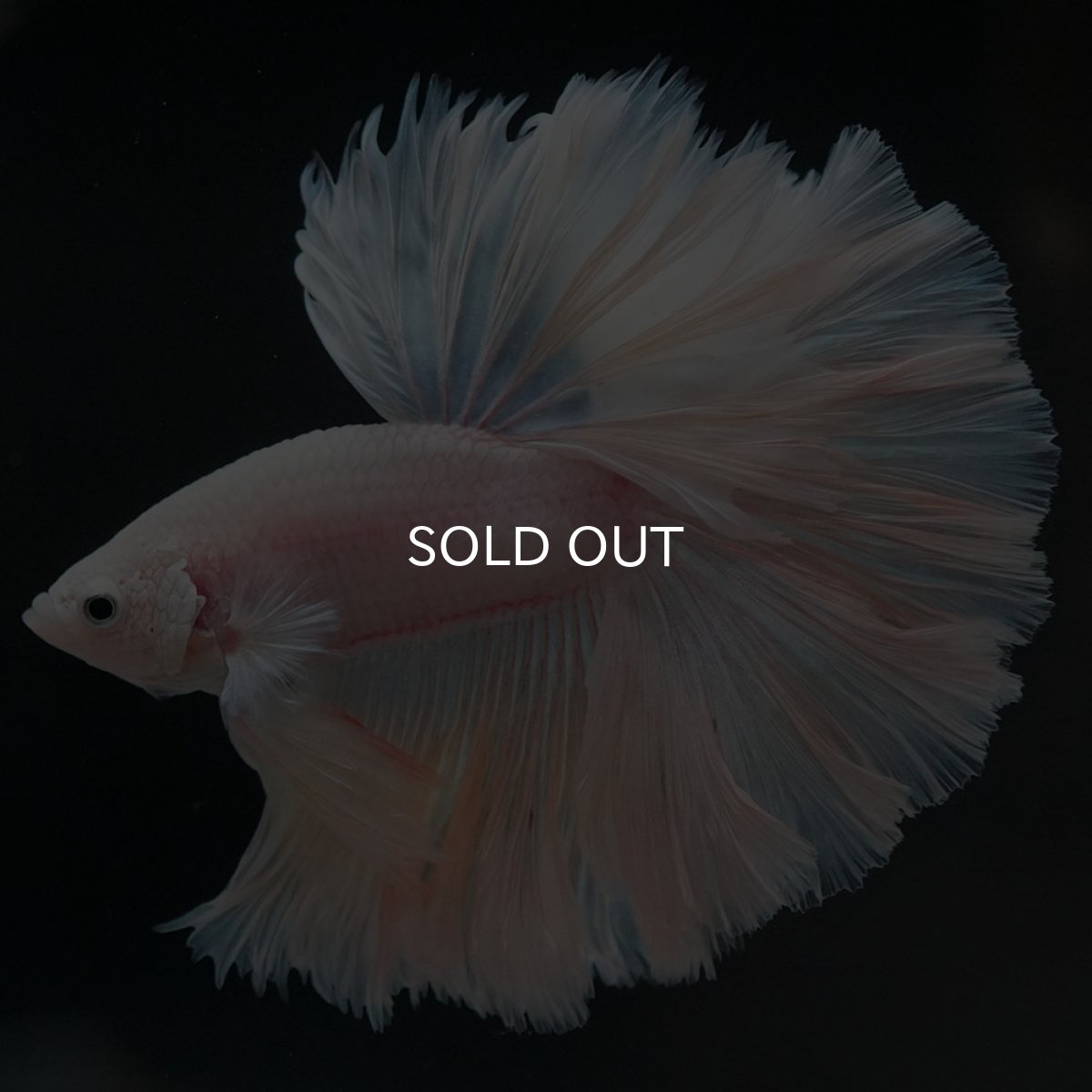 画像5: HM ホワイトファンシー ローズテール (5)