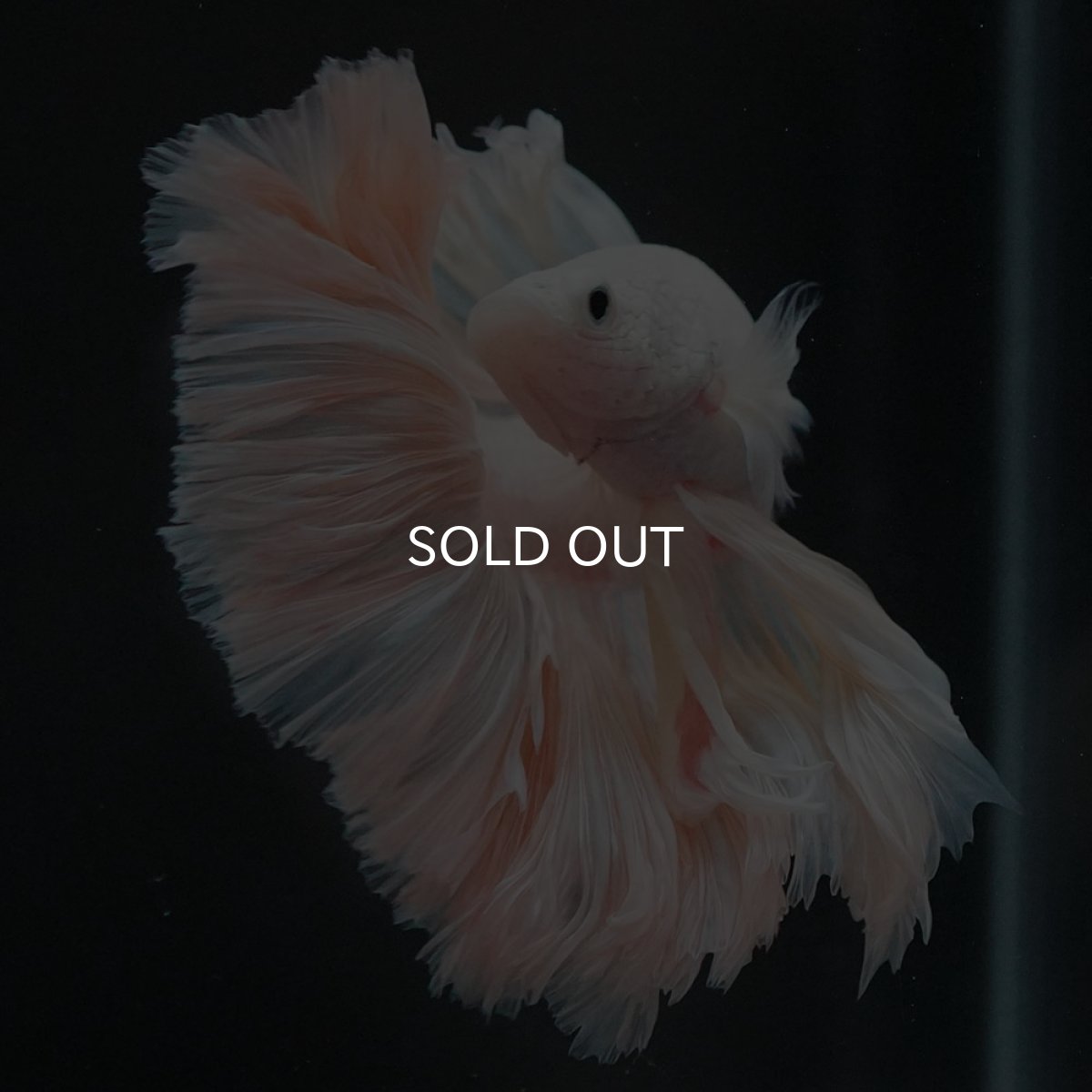 画像10: HM ホワイトファンシー ローズテール (10)