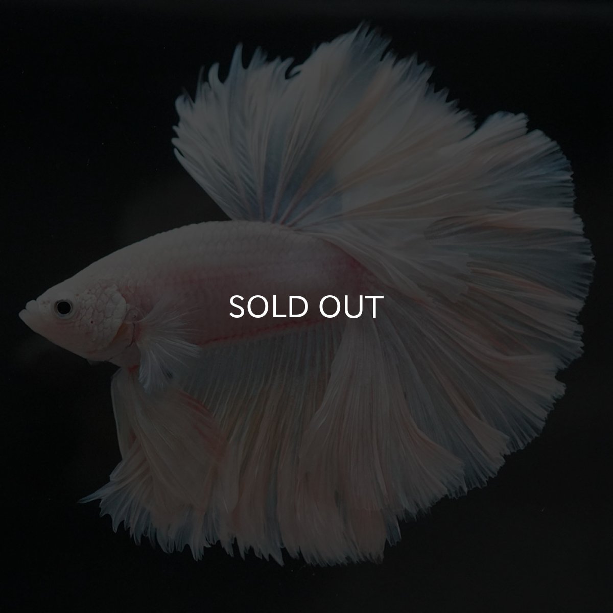 画像3: HM ホワイトファンシー ローズテール (3)