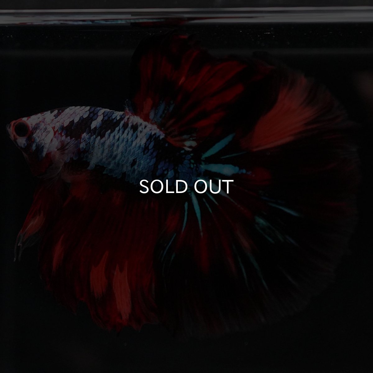 画像8: HM レッドギャラクシー (8)