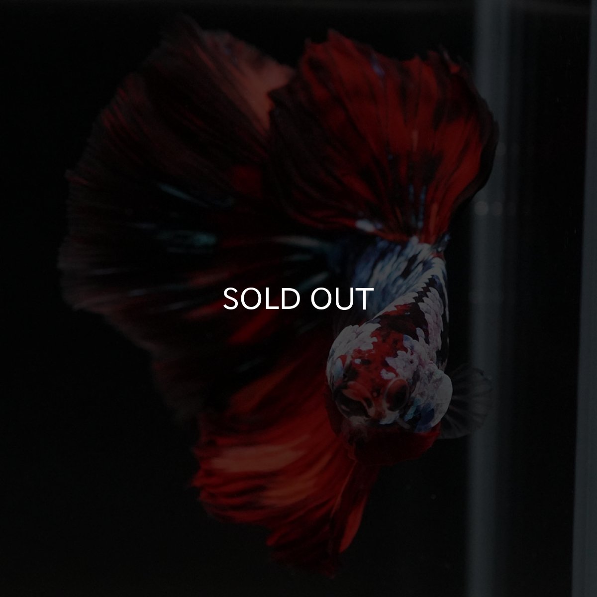 画像3: HM レッドギャラクシー (3)