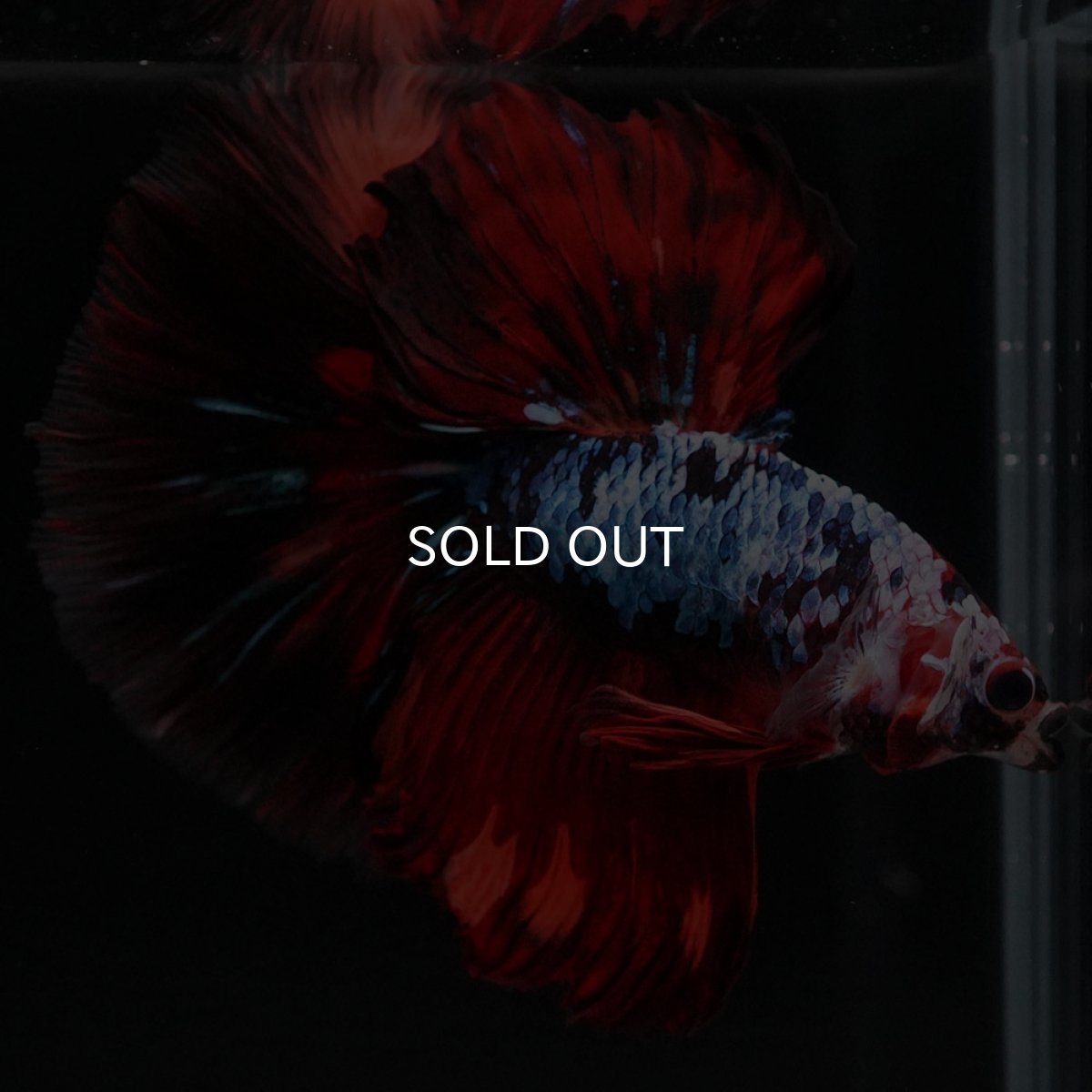 画像5: HM レッドギャラクシー (5)