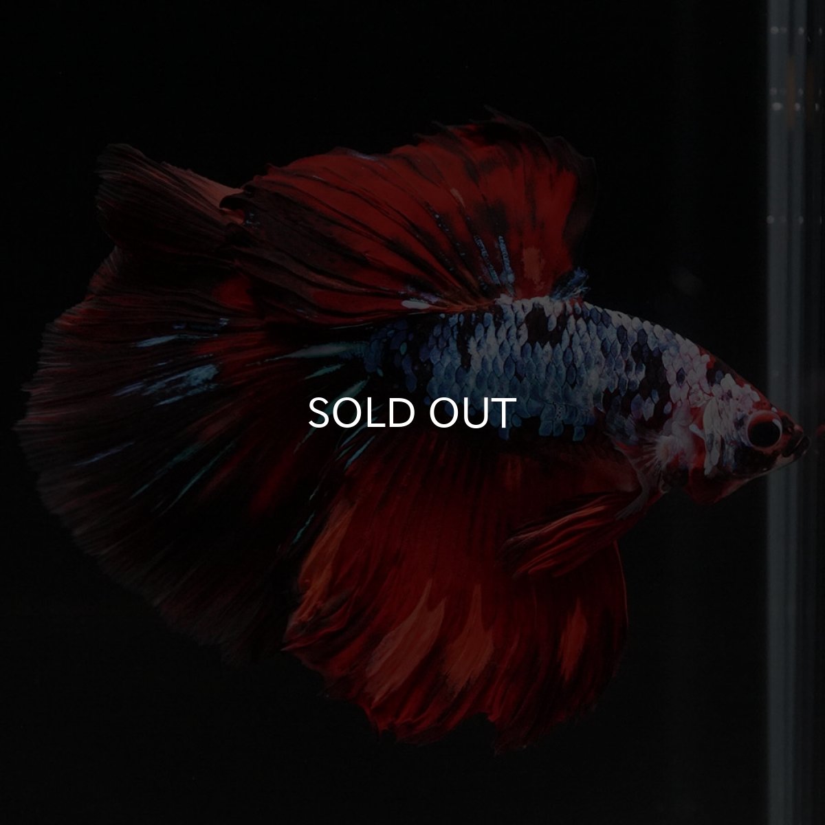 画像7: HM レッドギャラクシー (7)