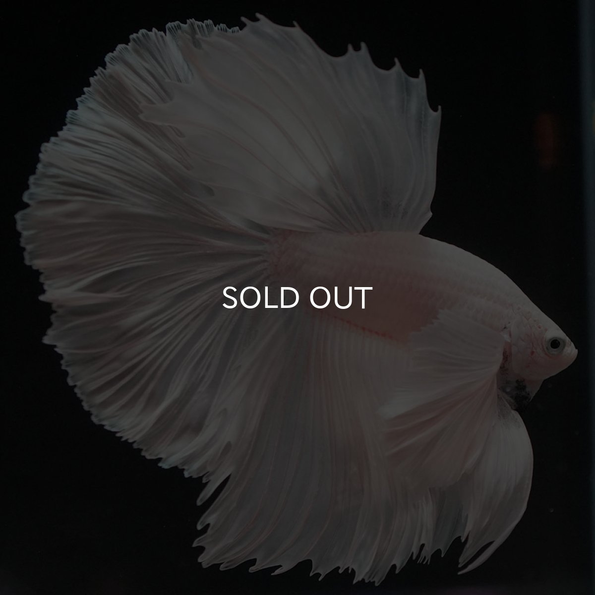 画像3: HMダンボ ホワイト (3)