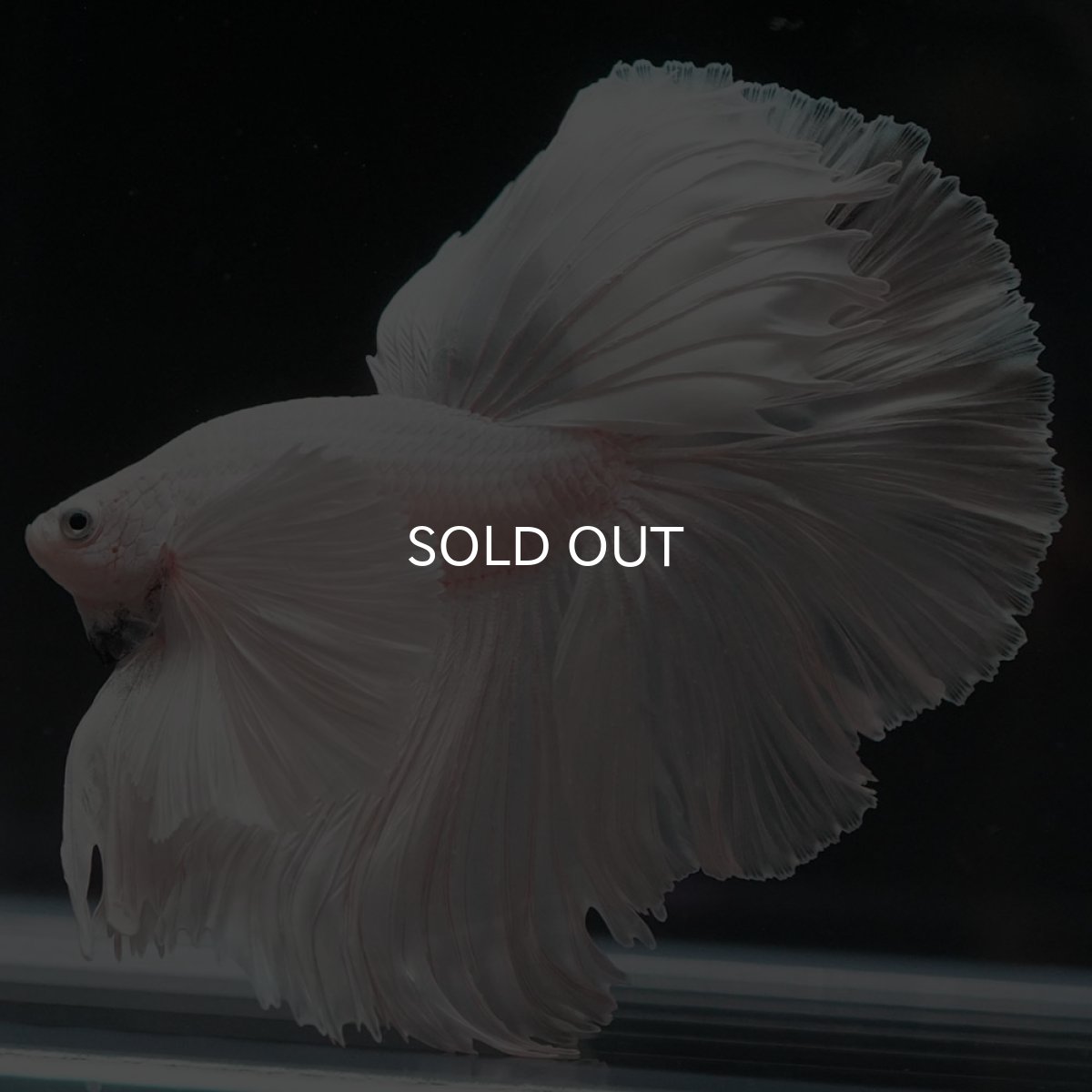 画像9: HMダンボ ホワイト (9)