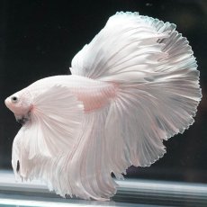 画像9: HMダンボ　ホワイト (9)