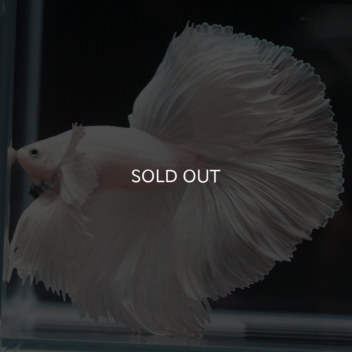 画像2: HMダンボ ホワイト (2)