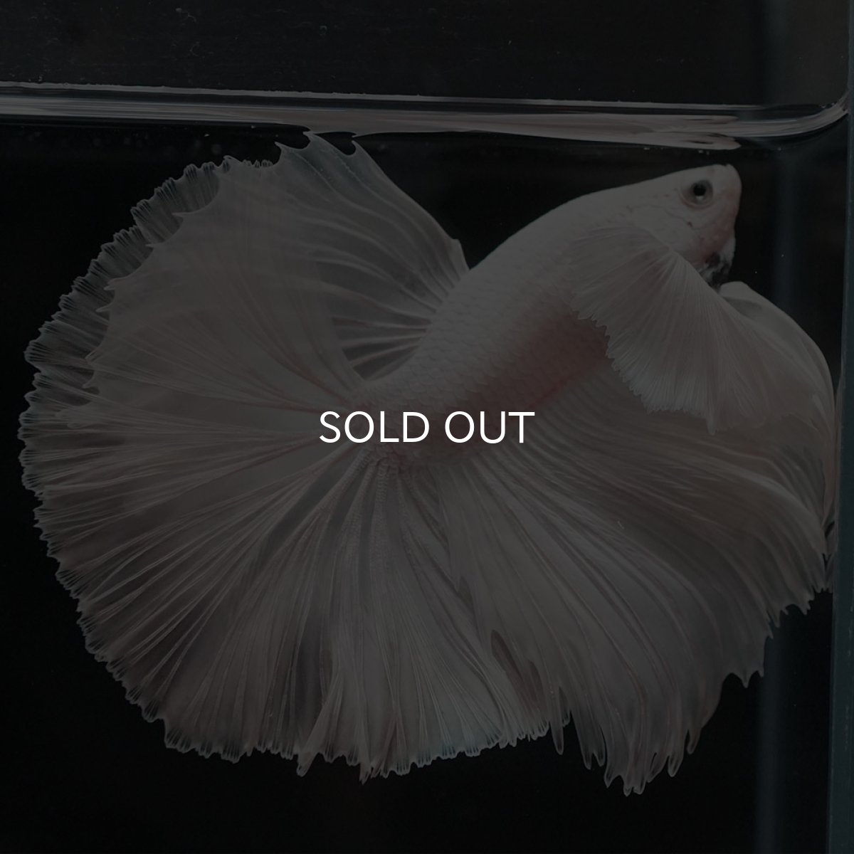 画像8: HMダンボ ホワイト (8)