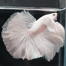 画像8: HMダンボ　ホワイト (8)