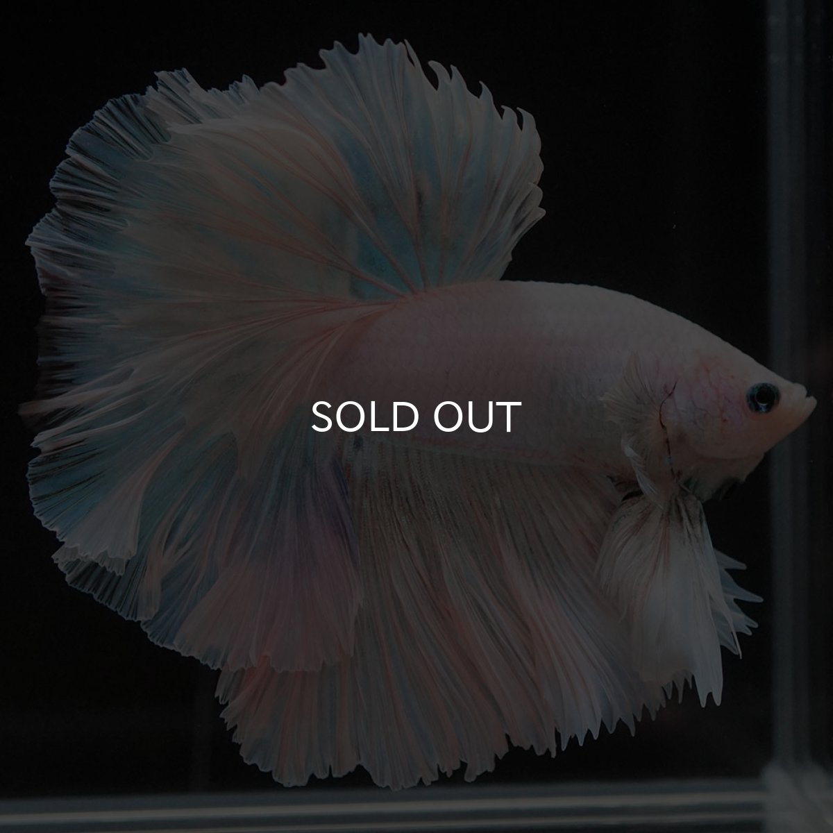 画像4: HM　ホワイトファンシー　ローズテール (4)