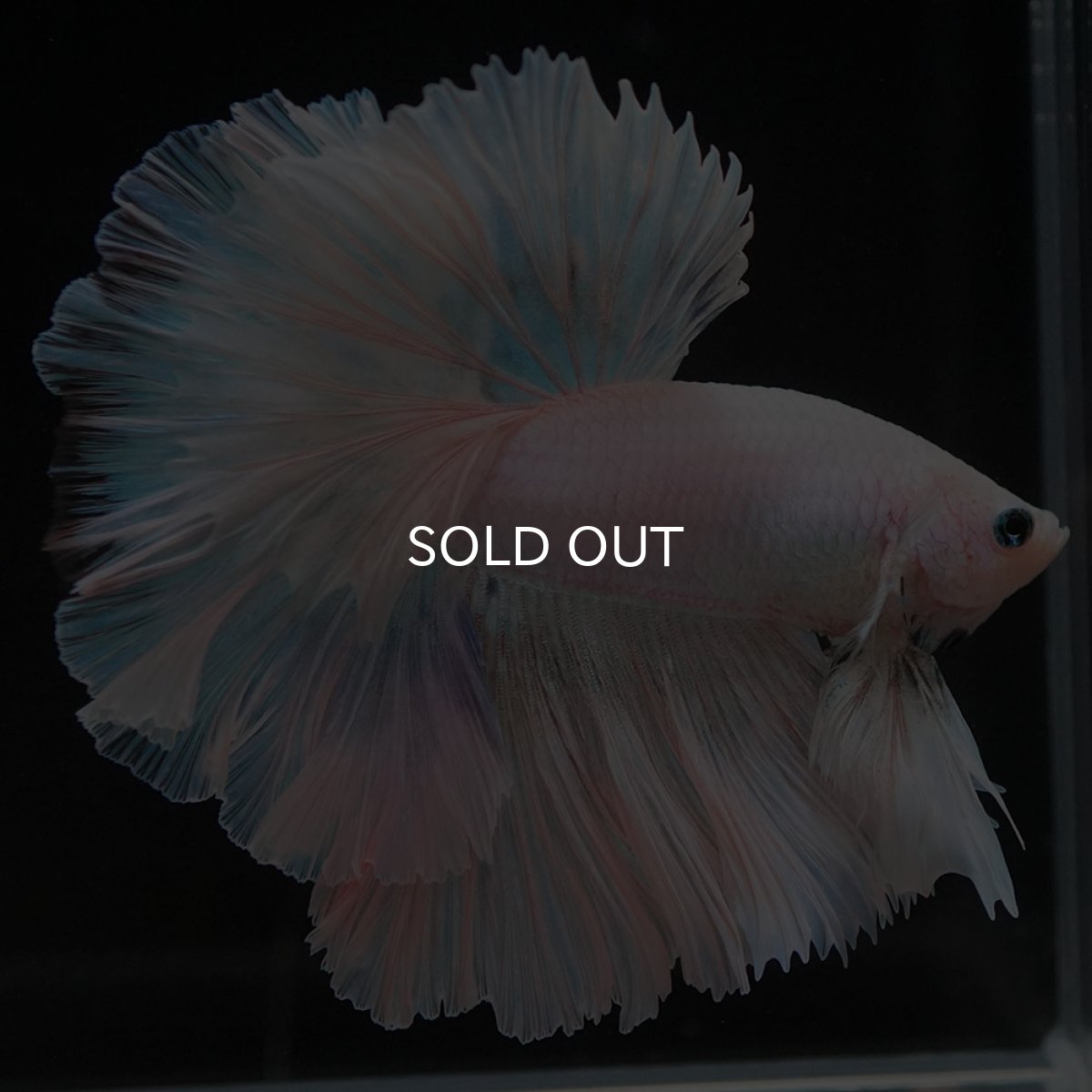 画像6: HM　ホワイトファンシー　ローズテール (6)