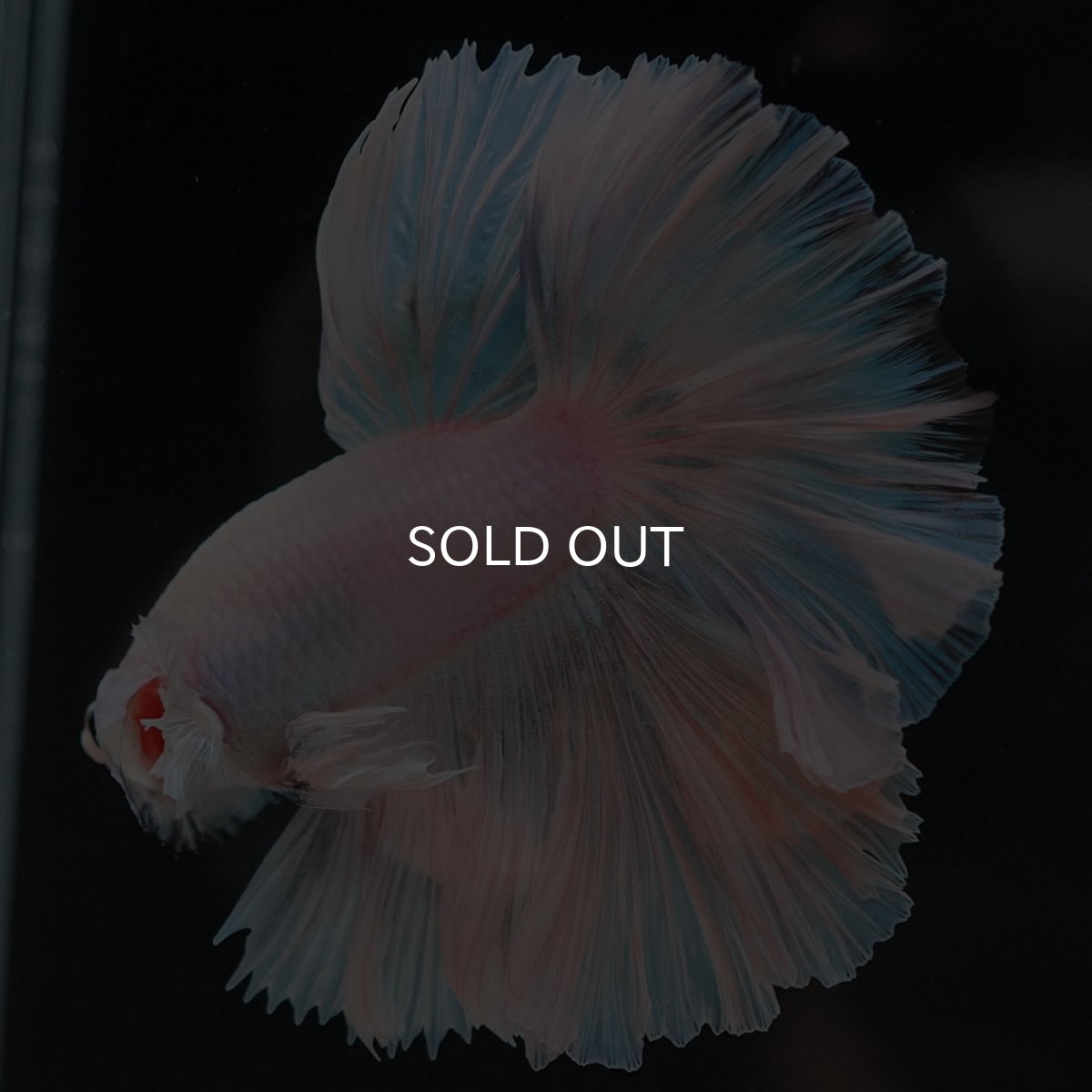 画像5: HM　ホワイトファンシー　ローズテール (5)