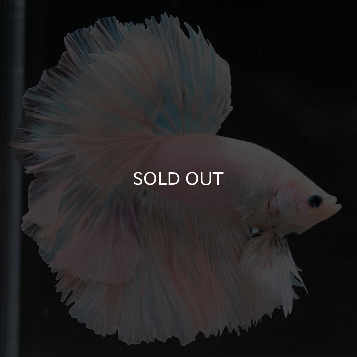 画像8: HM　ホワイトファンシー　ローズテール (8)