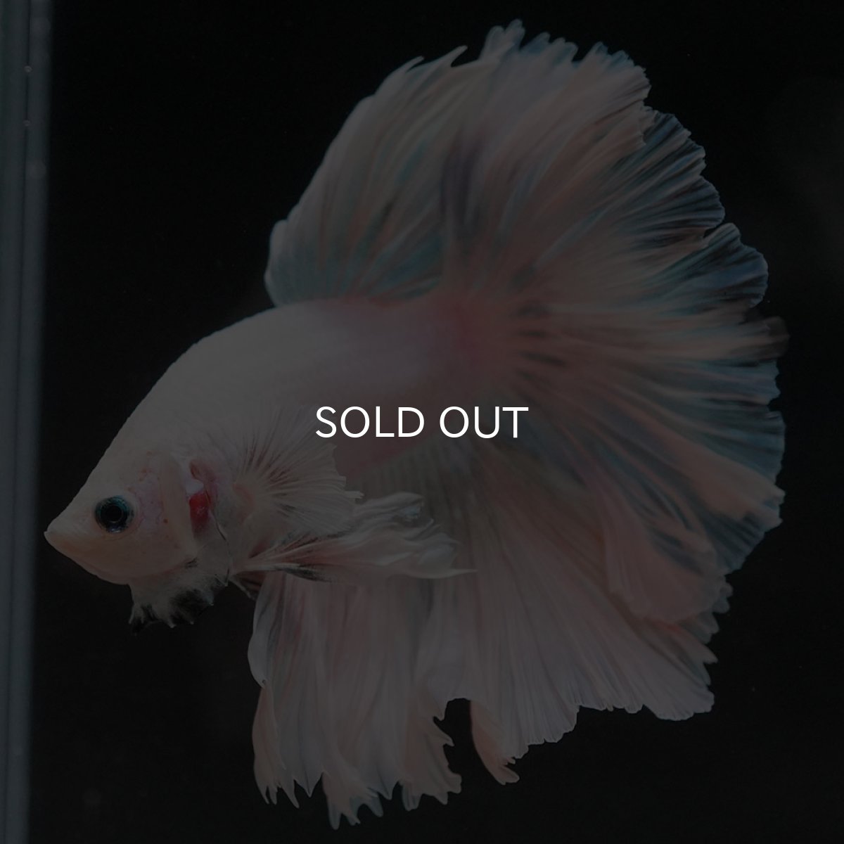 画像9: HM　ホワイトファンシー　ローズテール (9)