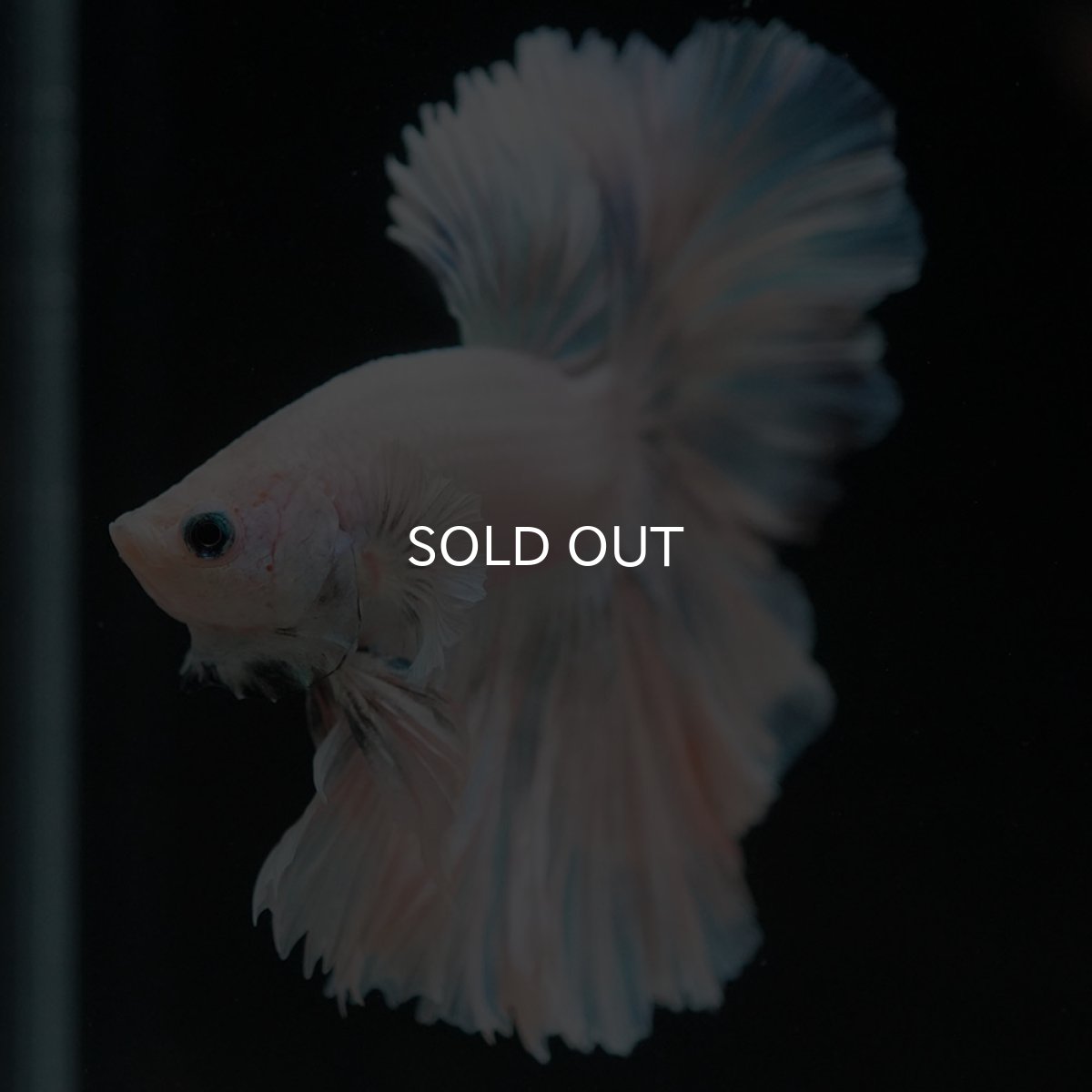 画像3: HM　ホワイトファンシー　ローズテール (3)