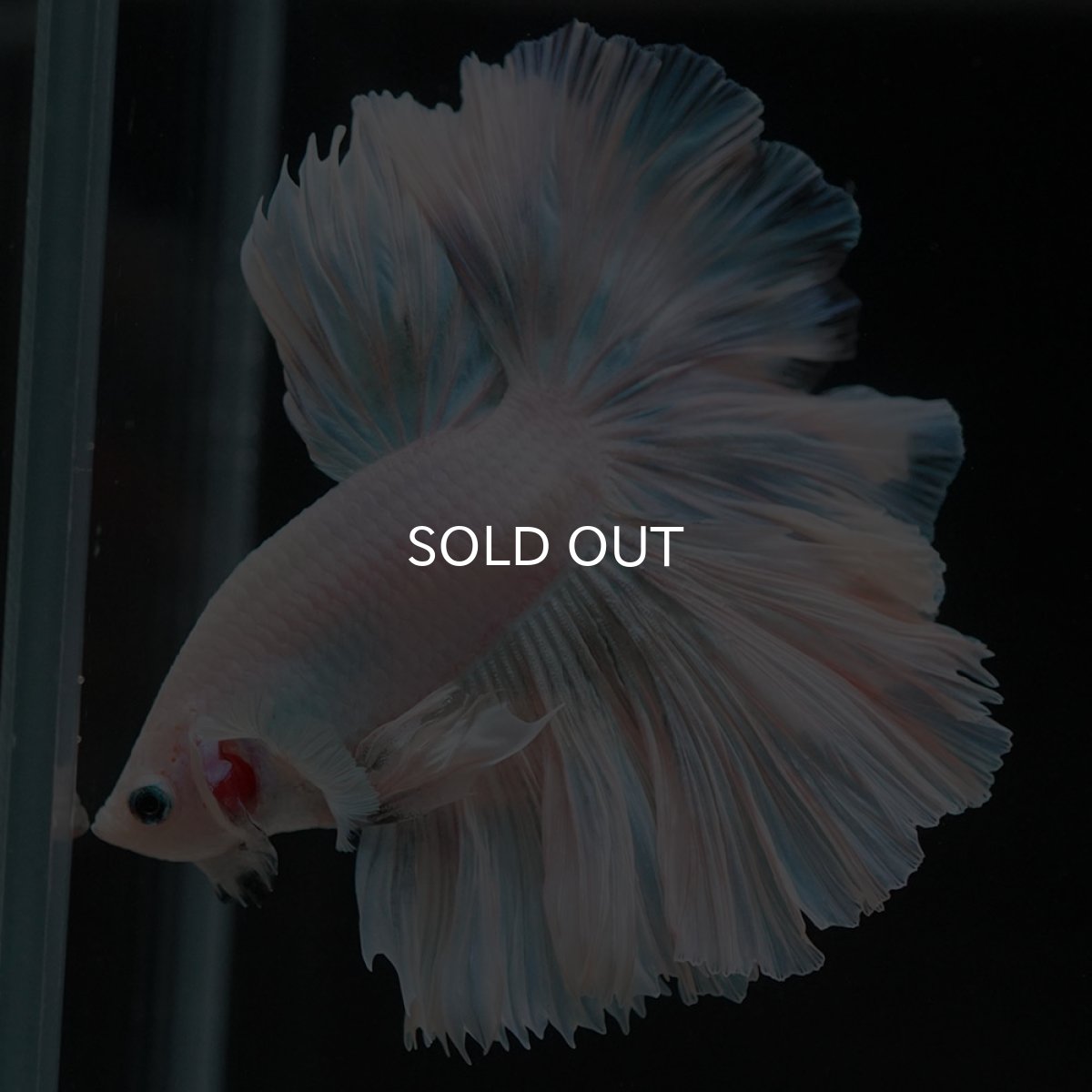 画像7: HM　ホワイトファンシー　ローズテール (7)