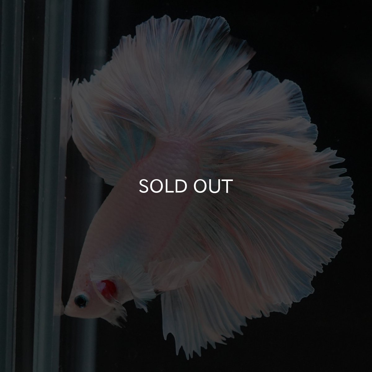 画像2: HM　ホワイトファンシー　ローズテール (2)