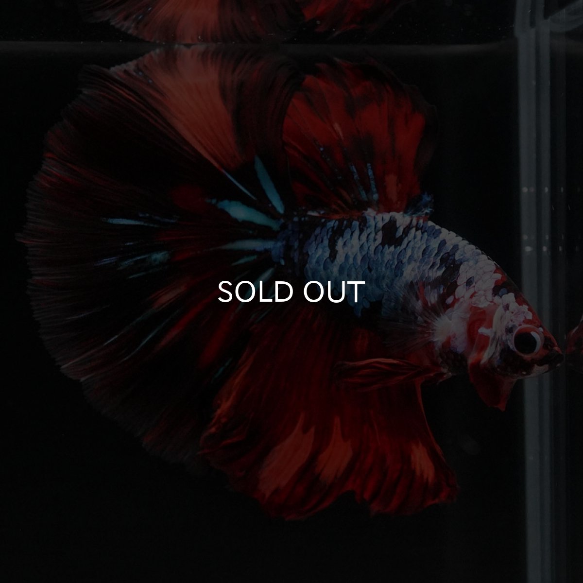 画像9: HM レッドギャラクシー (9)