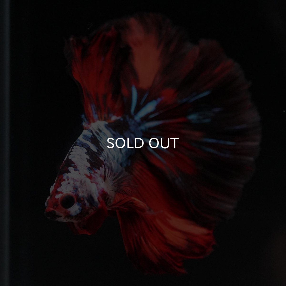 画像10: HM レッドギャラクシー (10)