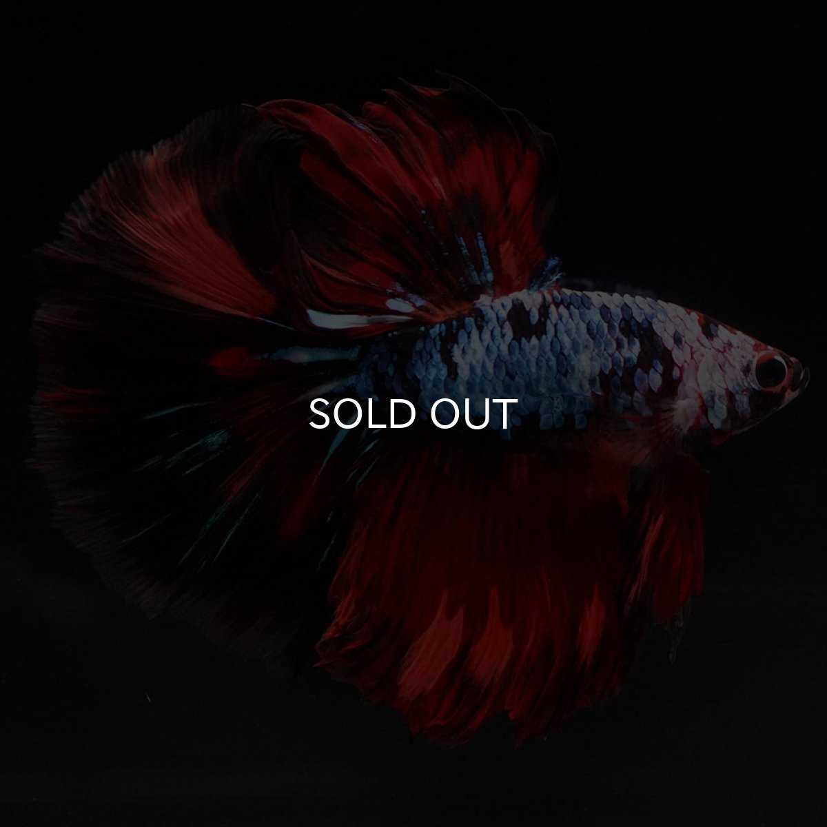 画像2: HM レッドギャラクシー (2)