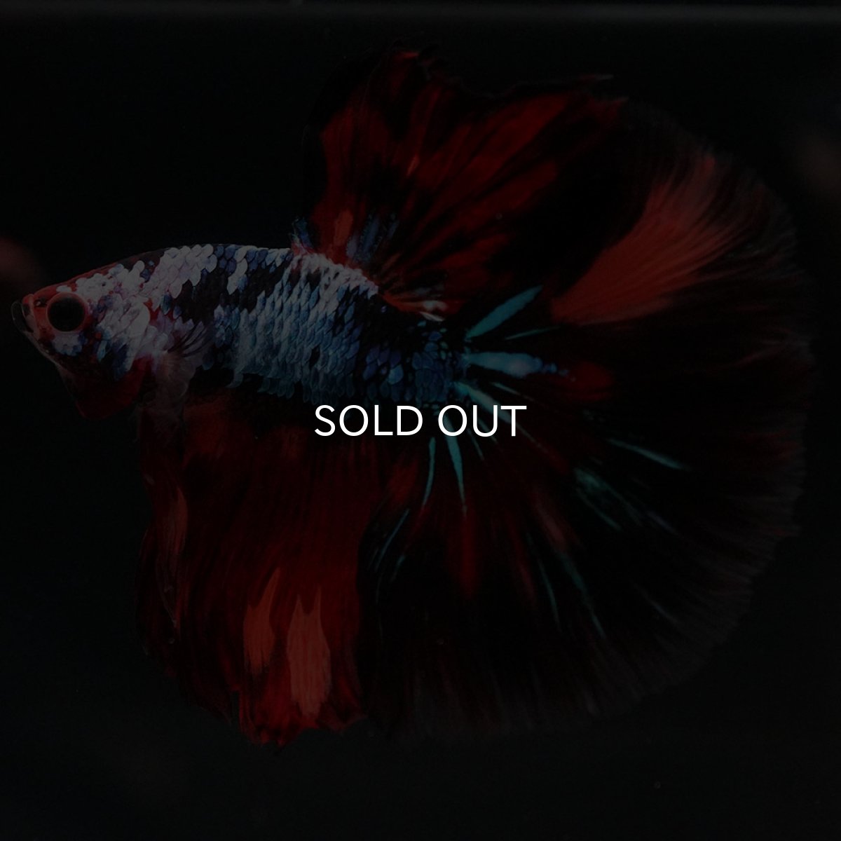 画像6: HM レッドギャラクシー (6)