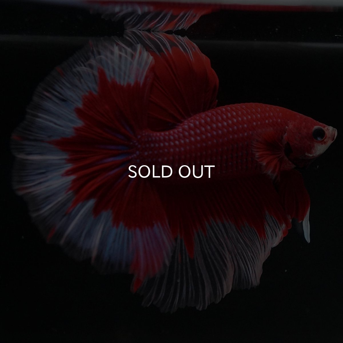 画像9: HM　レッドバタフライ (9)