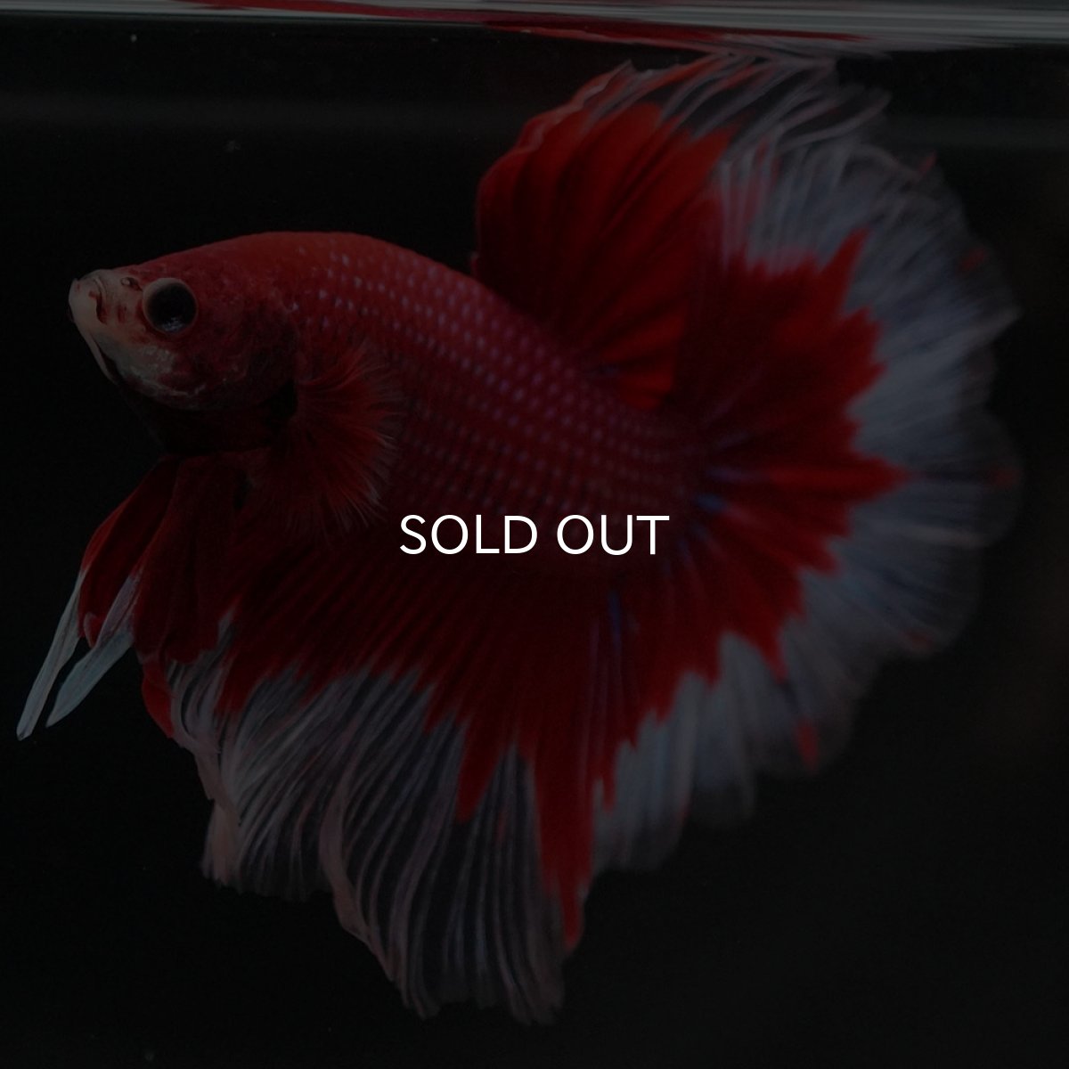 画像2: HM　レッドバタフライ (2)