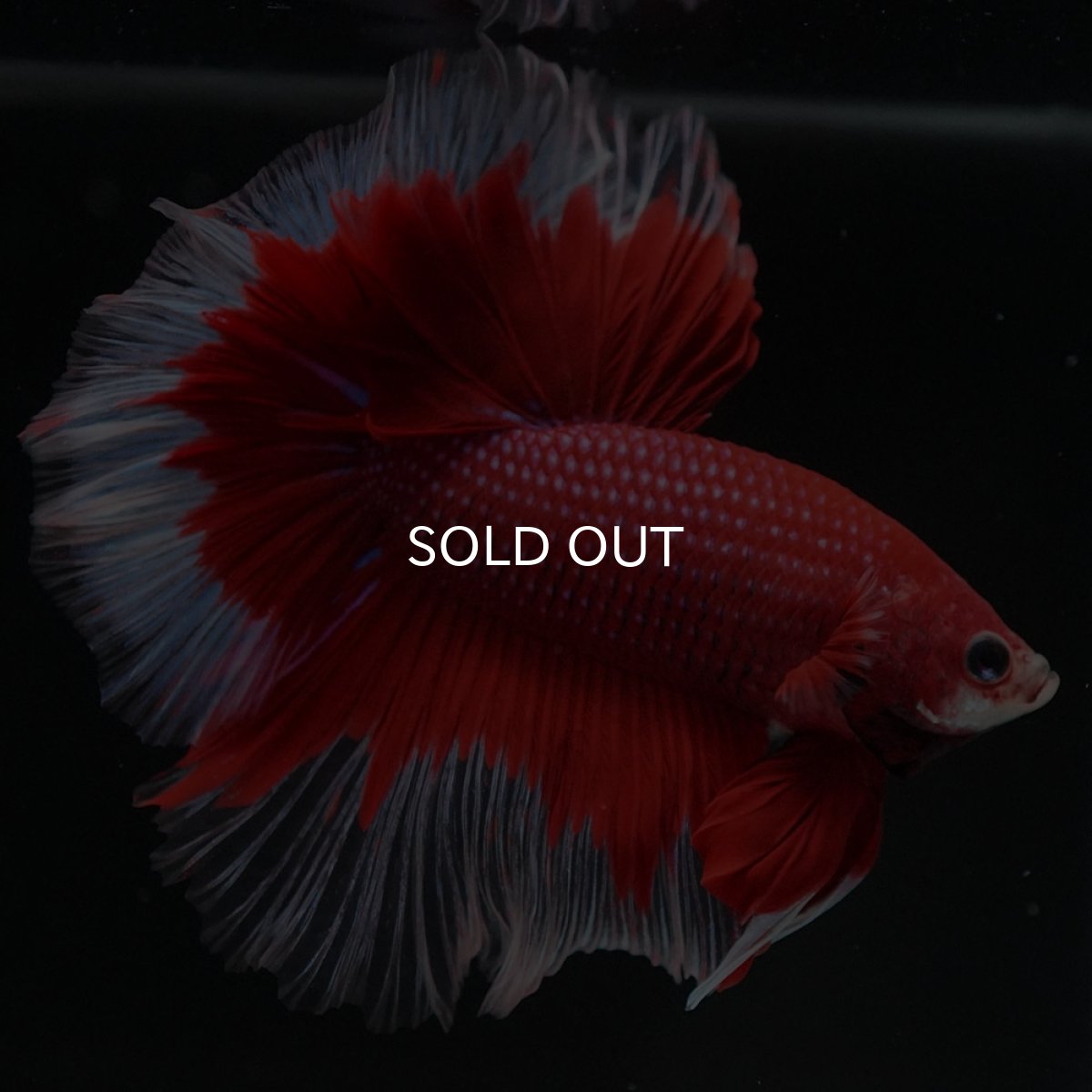 画像8: HM　レッドバタフライ (8)