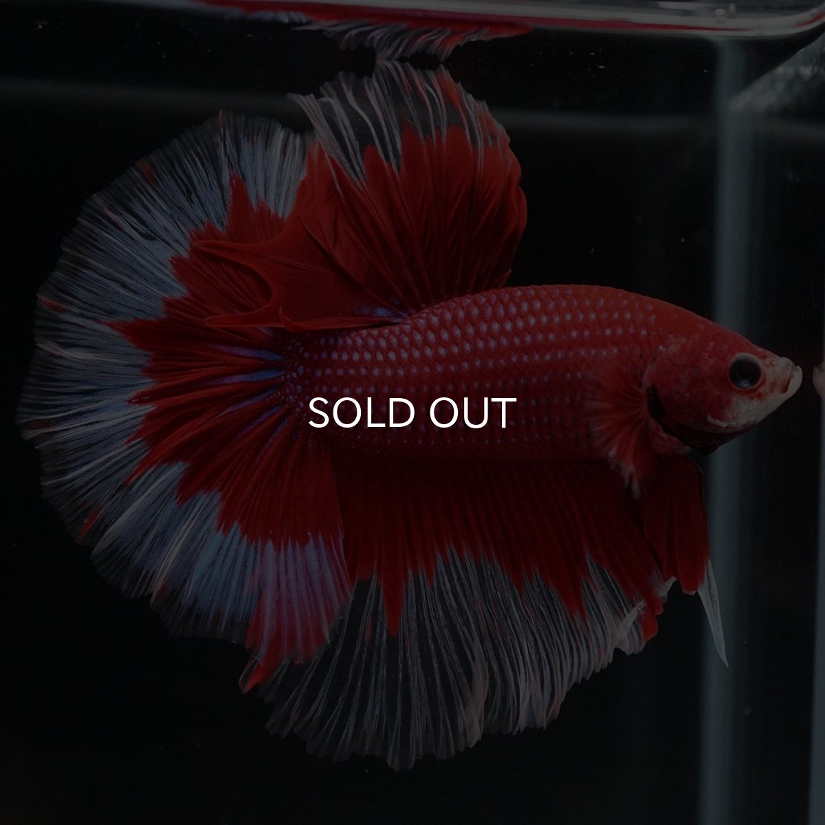 画像7: HM　レッドバタフライ (7)