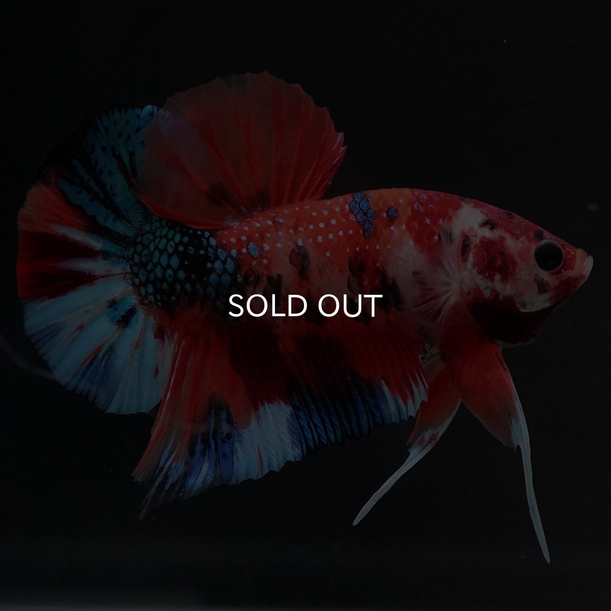 画像10: HMPK キャンディ (10)