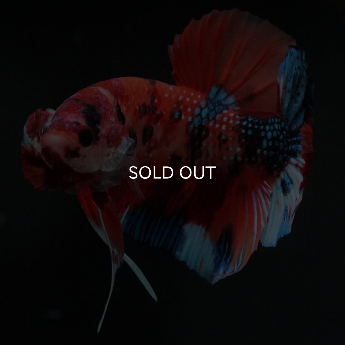 画像9: HMPK キャンディ (9)