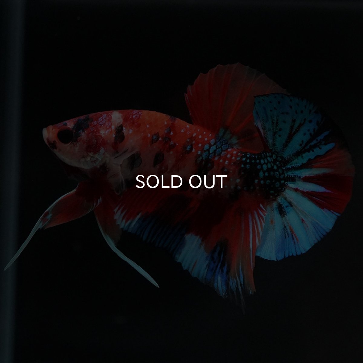 画像7: HMPK キャンディ (7)