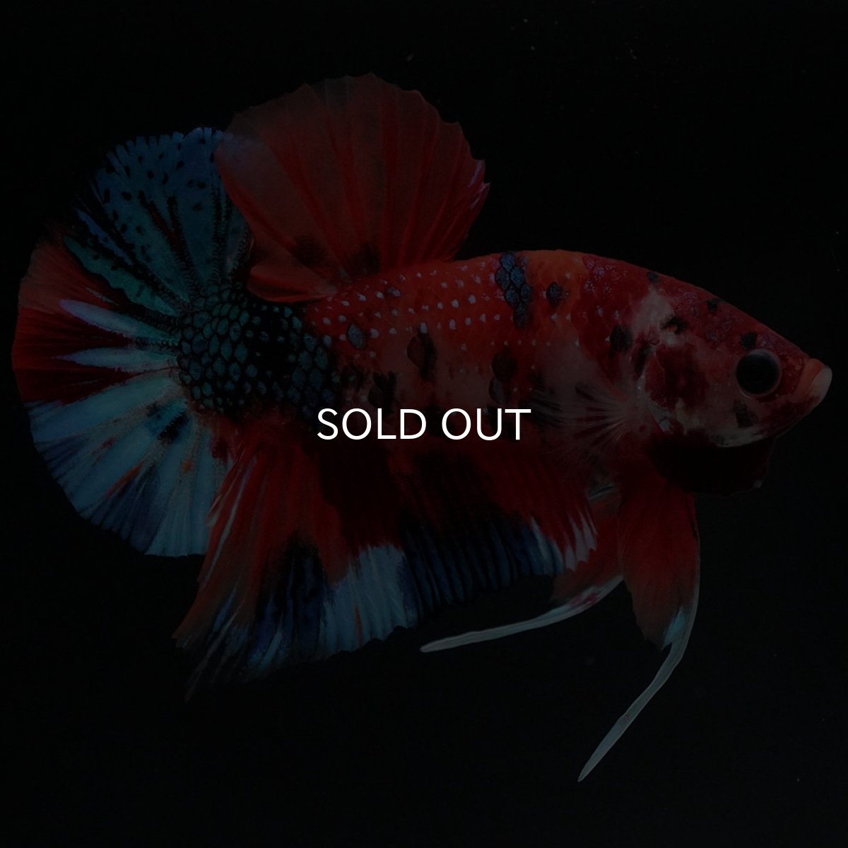 画像3: HMPK キャンディ (3)