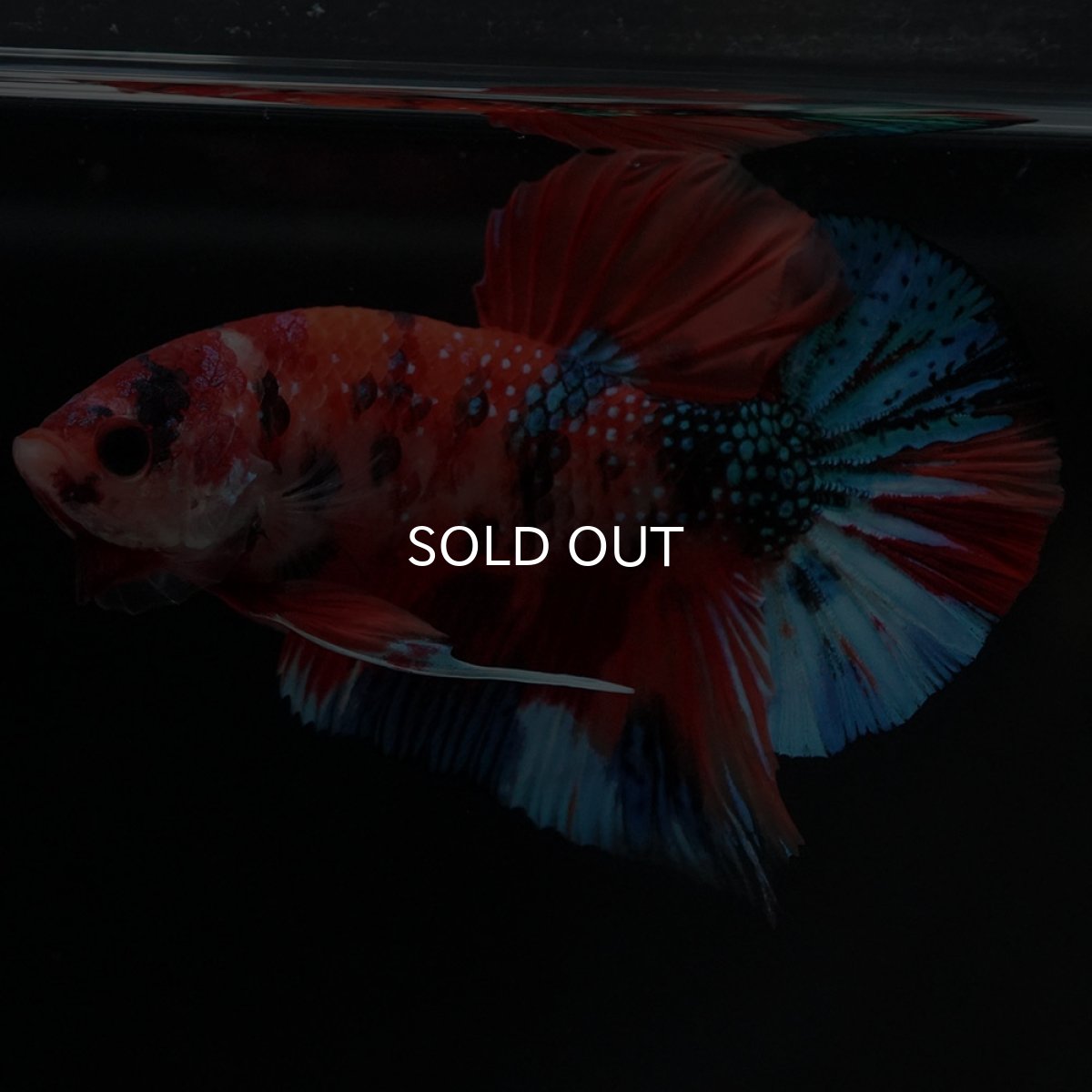 画像6: HMPK キャンディ (6)