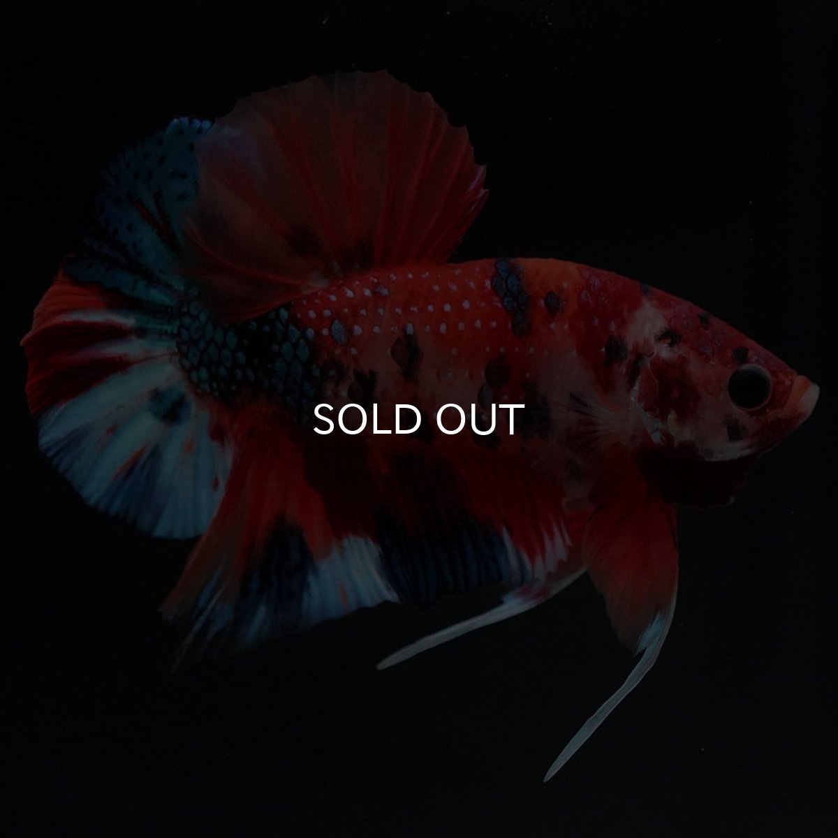 画像5: HMPK キャンディ (5)