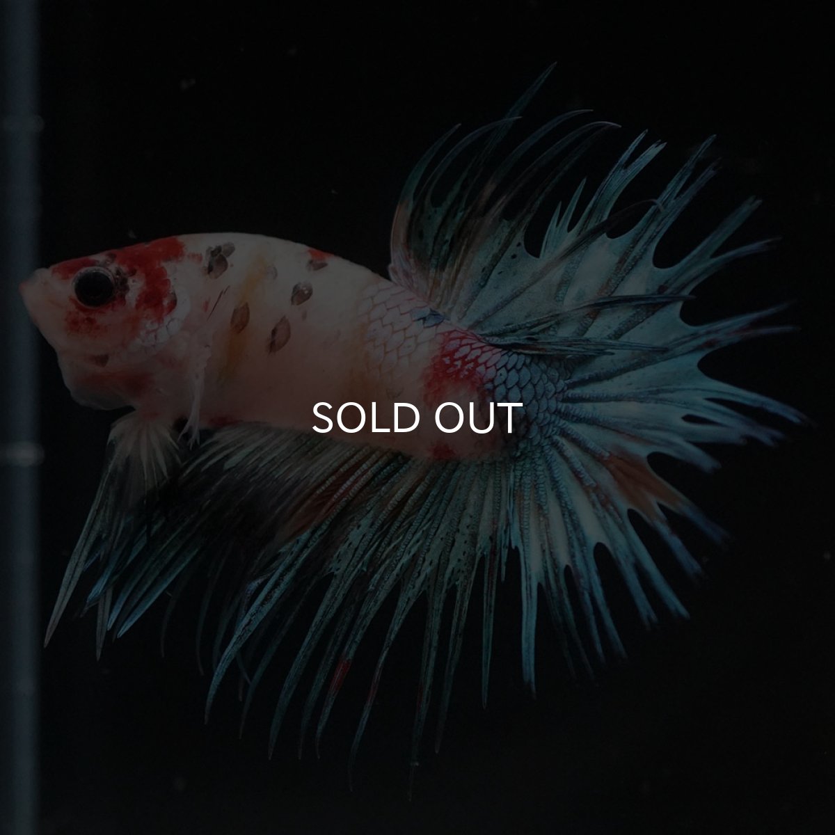 画像2: CT キャンディ (2)