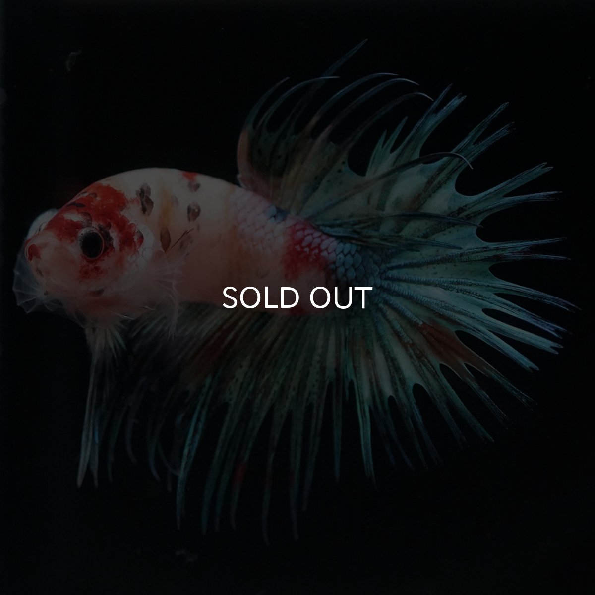 画像8: CT キャンディ (8)