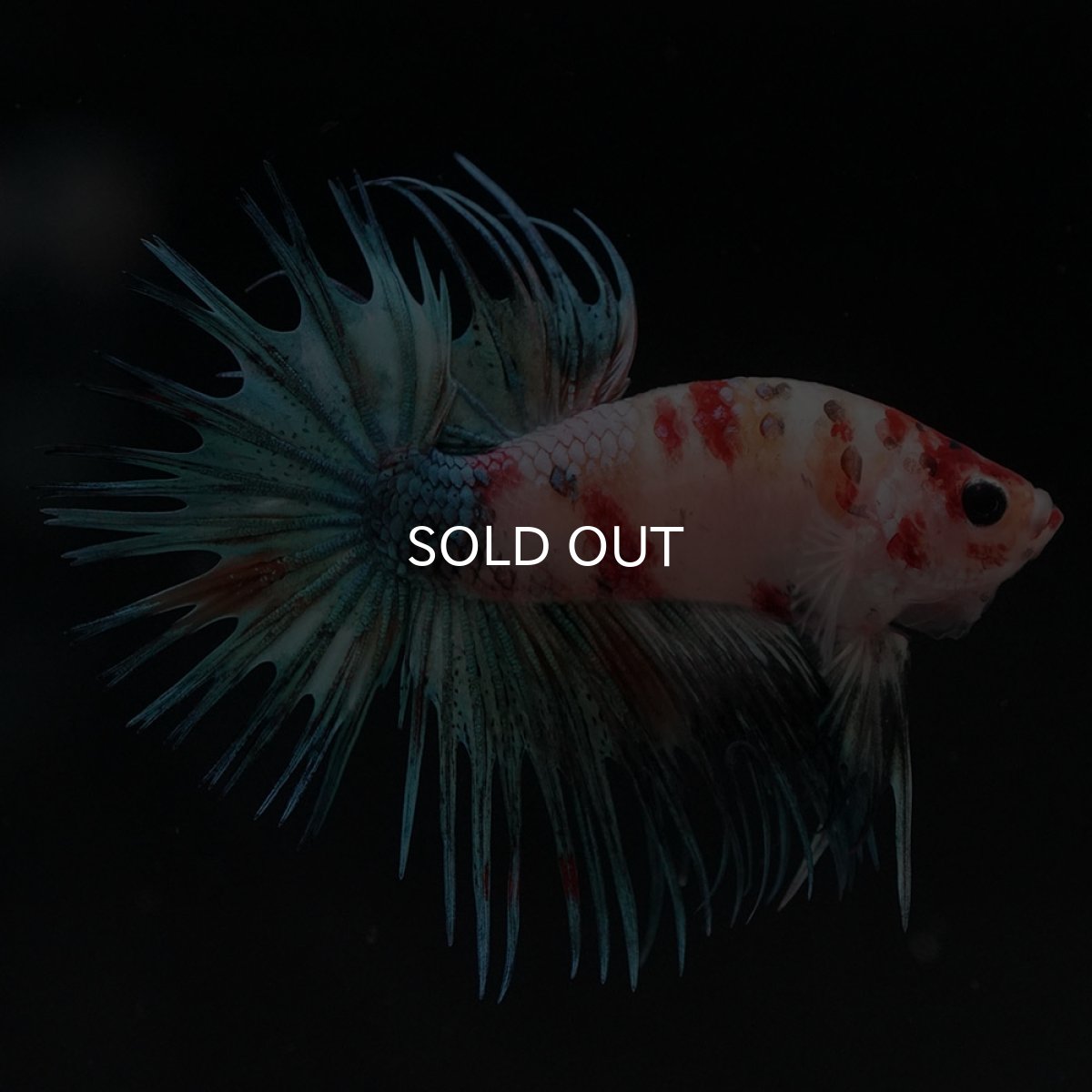 画像7: CT キャンディ (7)