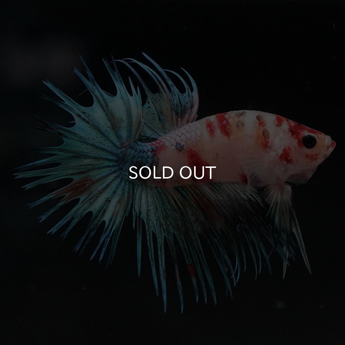 画像3: CT キャンディ (3)