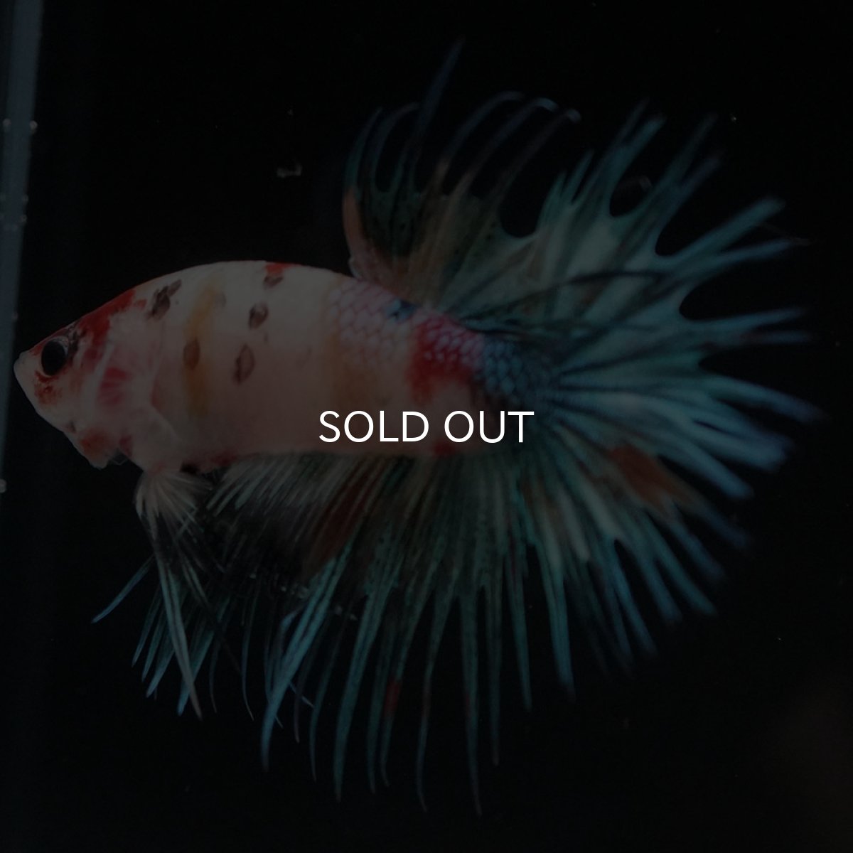 画像9: CT キャンディ (9)