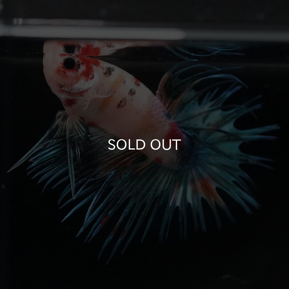 画像10: CT キャンディ (10)